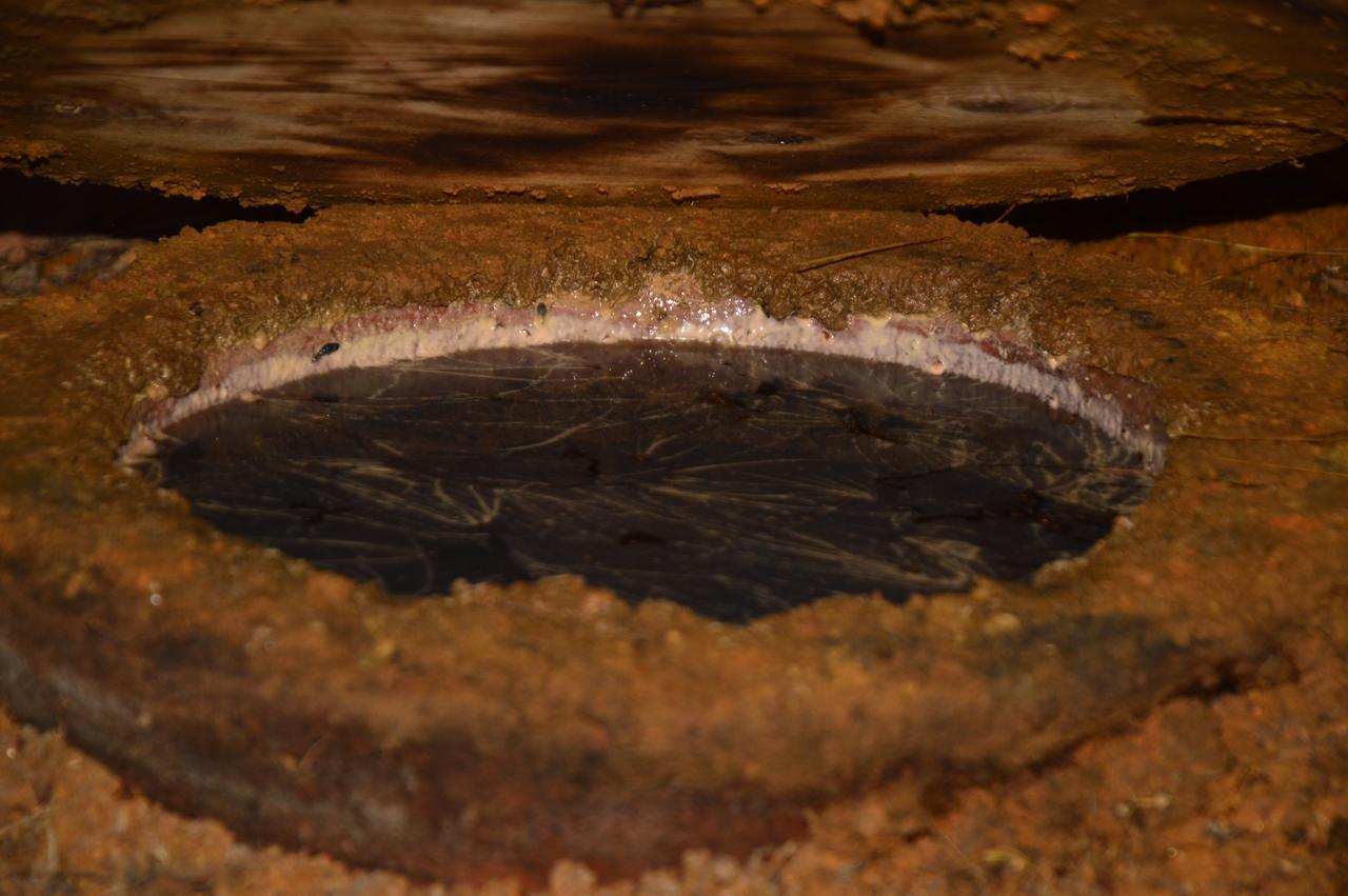 Kobuleti Pines Resort エクステリア 写真
